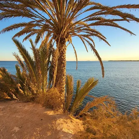 One Palm Tree, Costa *