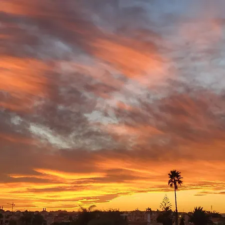 One Palm Tree, Costa Orihuela
