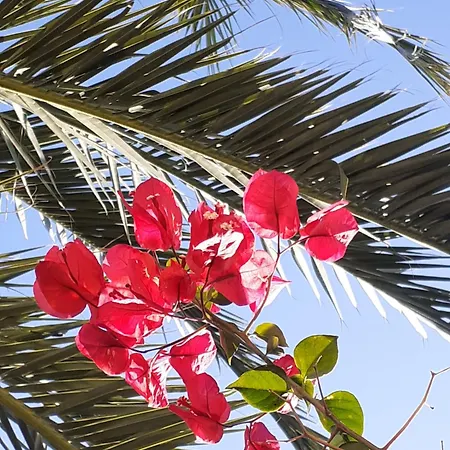 One Palm Tree, Costa *